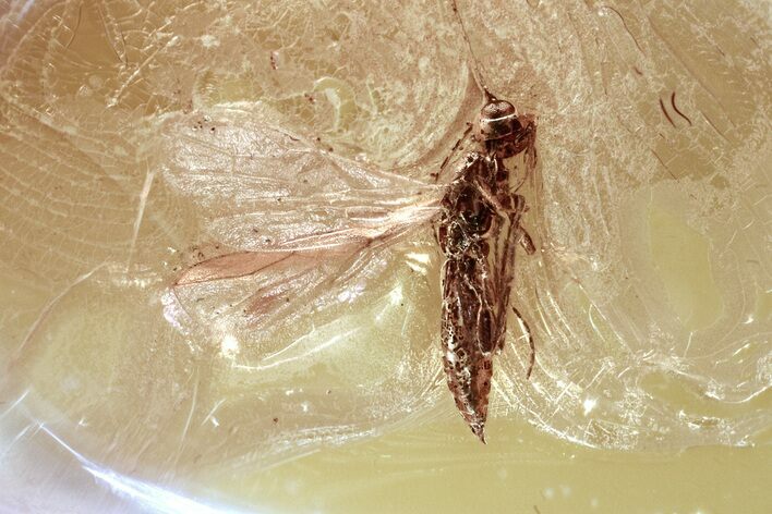 Detailed Fossil Parasitic Wasp (Apocrita) in Baltic Amber #372513